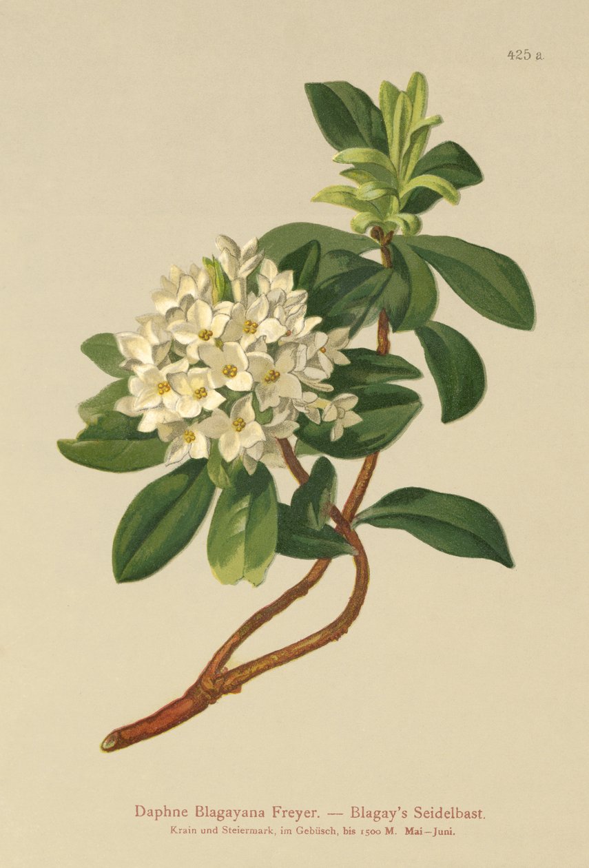 Blagays Daphne (Daphne Blagayana Freyer) alkotó: German School