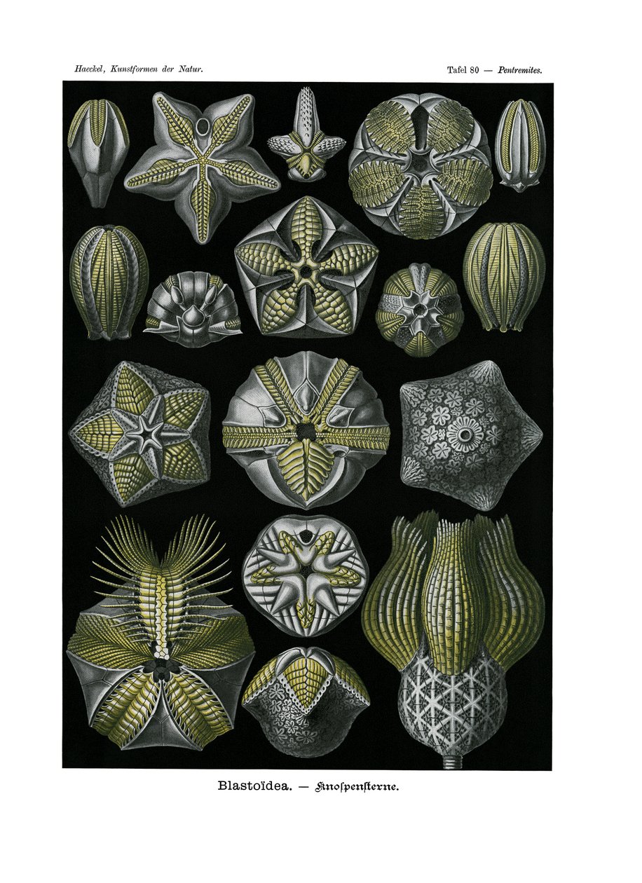 Blastoidea, 1899-1904 alkotó: German School