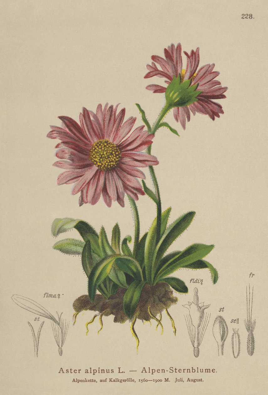 Kék alpesi százszorszép (Aster alpinus) alkotó: German School