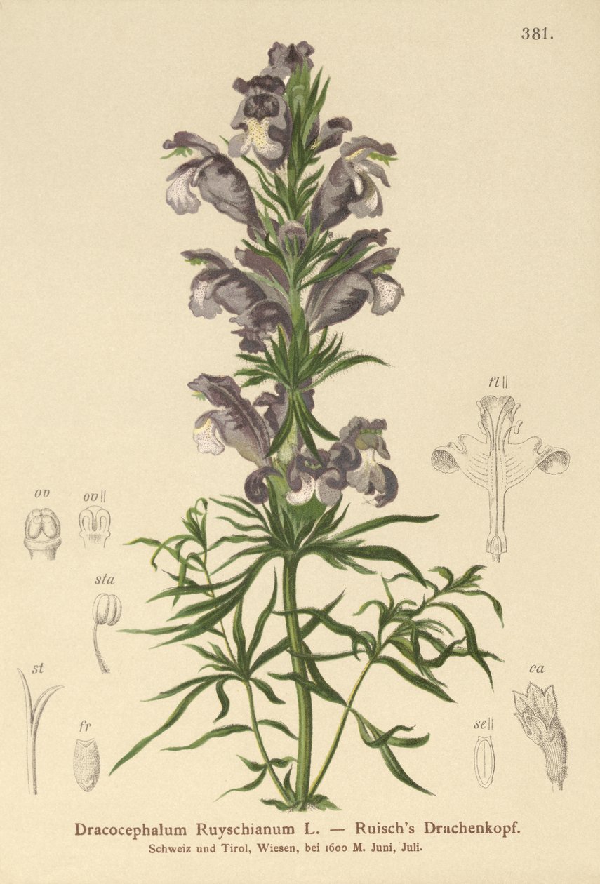 Kék sárkány (Dracocephalum Ruyschianum) alkotó: German School