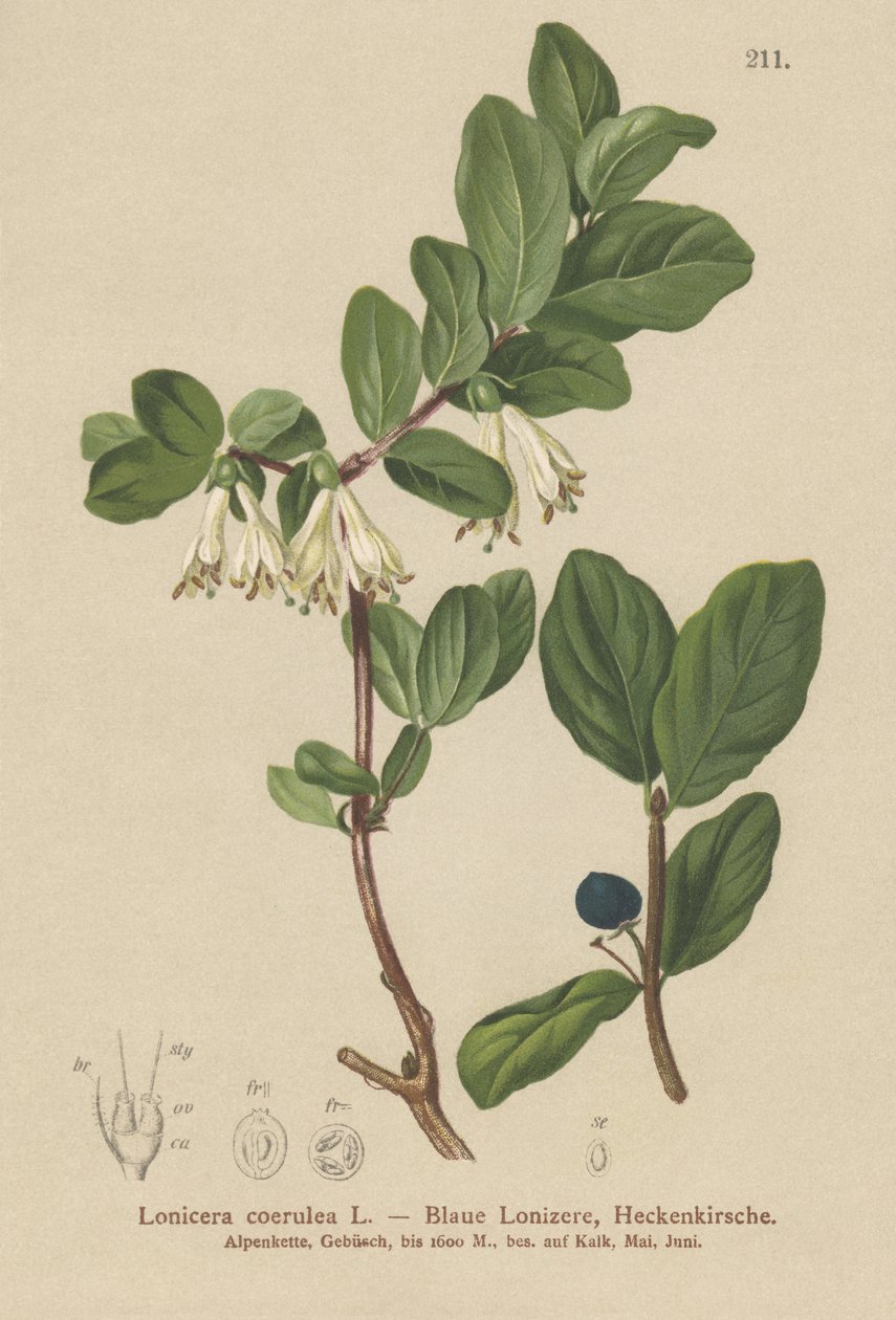 Kék lonc (Lonicera caerulea, Lonicera coerulea) alkotó: German School