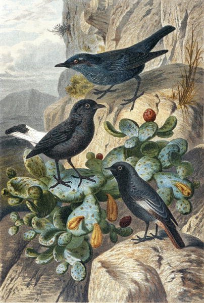 Kék sziklarigó, fekete búza és vörösfarkú, lemez a "Brehms Tierleben: Allgemeine Kunde des Tierreichs", 4. kötet, 4. o. 57, kiadja a Bibliographisches Institut alkotó: German School