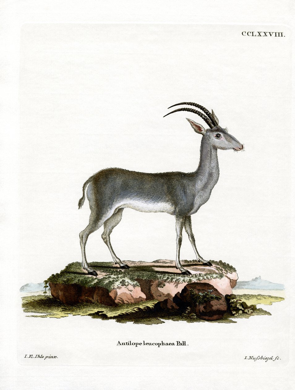 Bluebuck alkotó: German School
