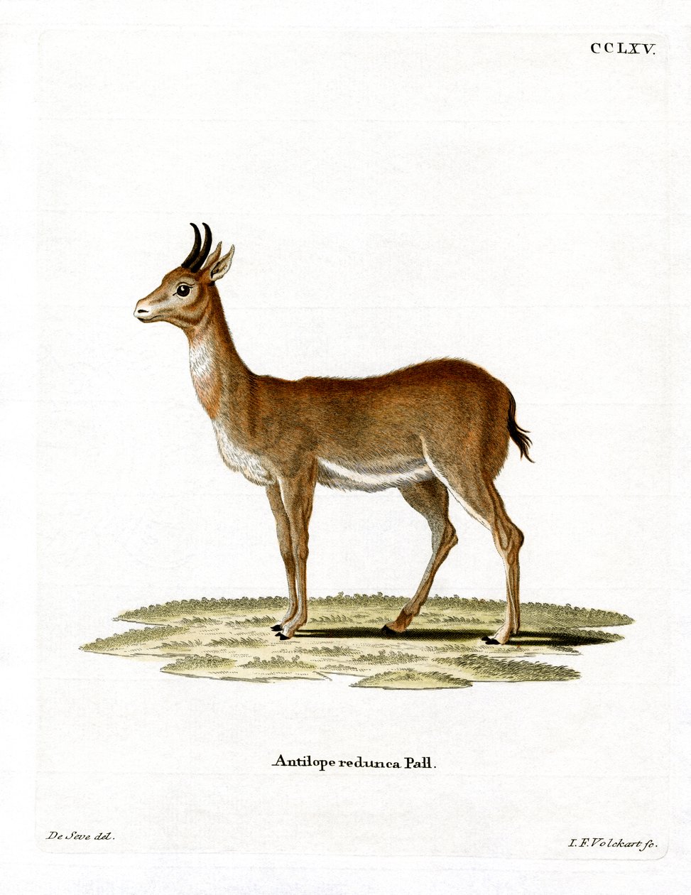 Bohor Reedbuck (színes metszet) alkotó: German School