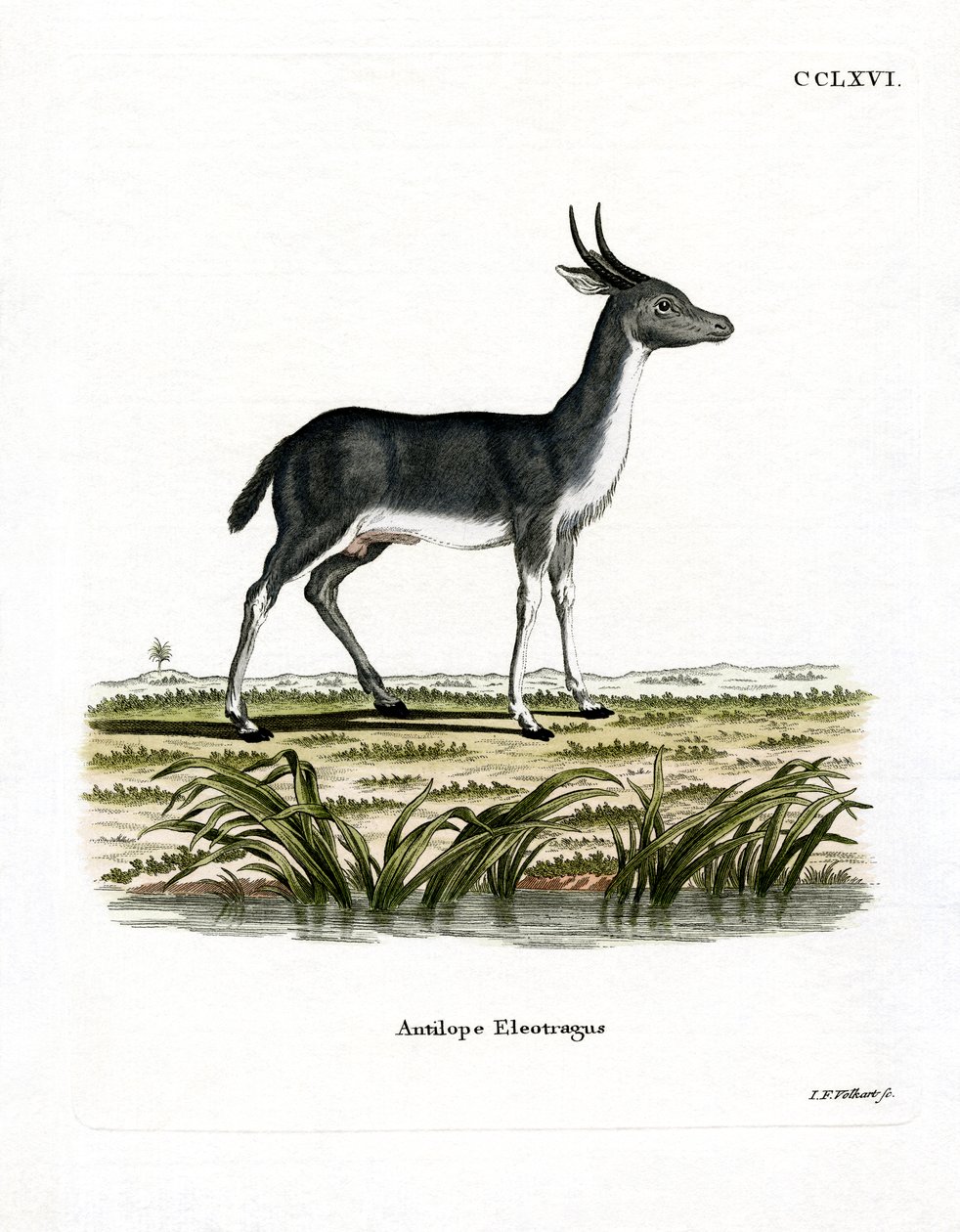 Bohor Reedbuck (színes metszet) alkotó: German School