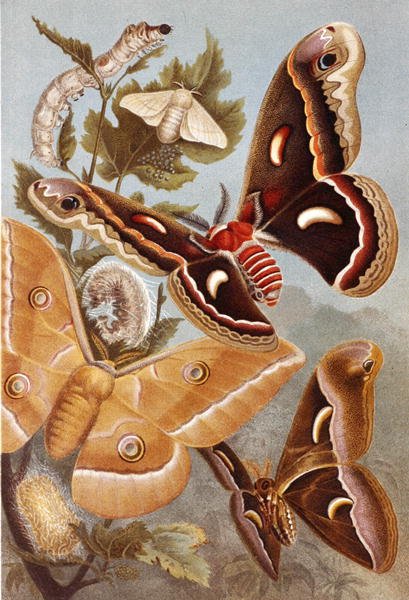 Bombycoid Moths, lemez a "Brehms Tierleben: Allgemeine Kunde des Tierreichs"-ből, 9. kötet, 410. o., kiadó: Bibliographisches Institut alkotó: German School