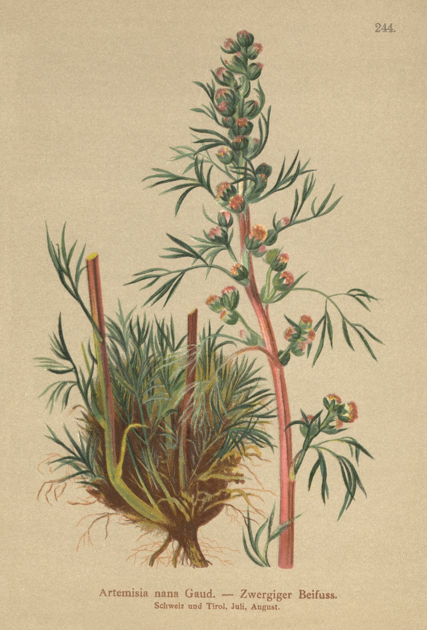 Boreális üröm (Artemisia nana, Artemisia borealis) alkotó: German School