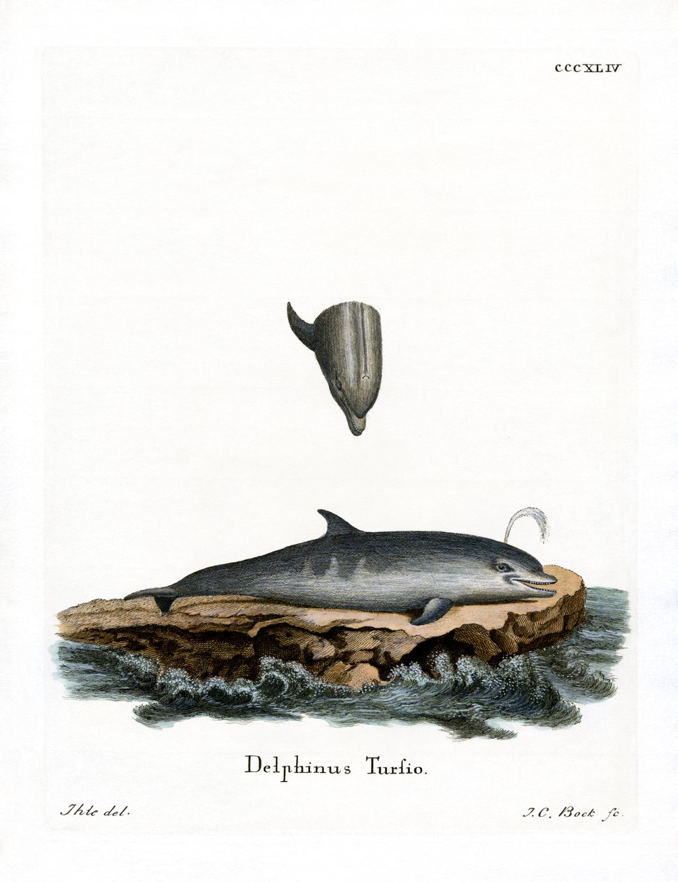 Palackorrú delfin (színes metszet) alkotó: German School