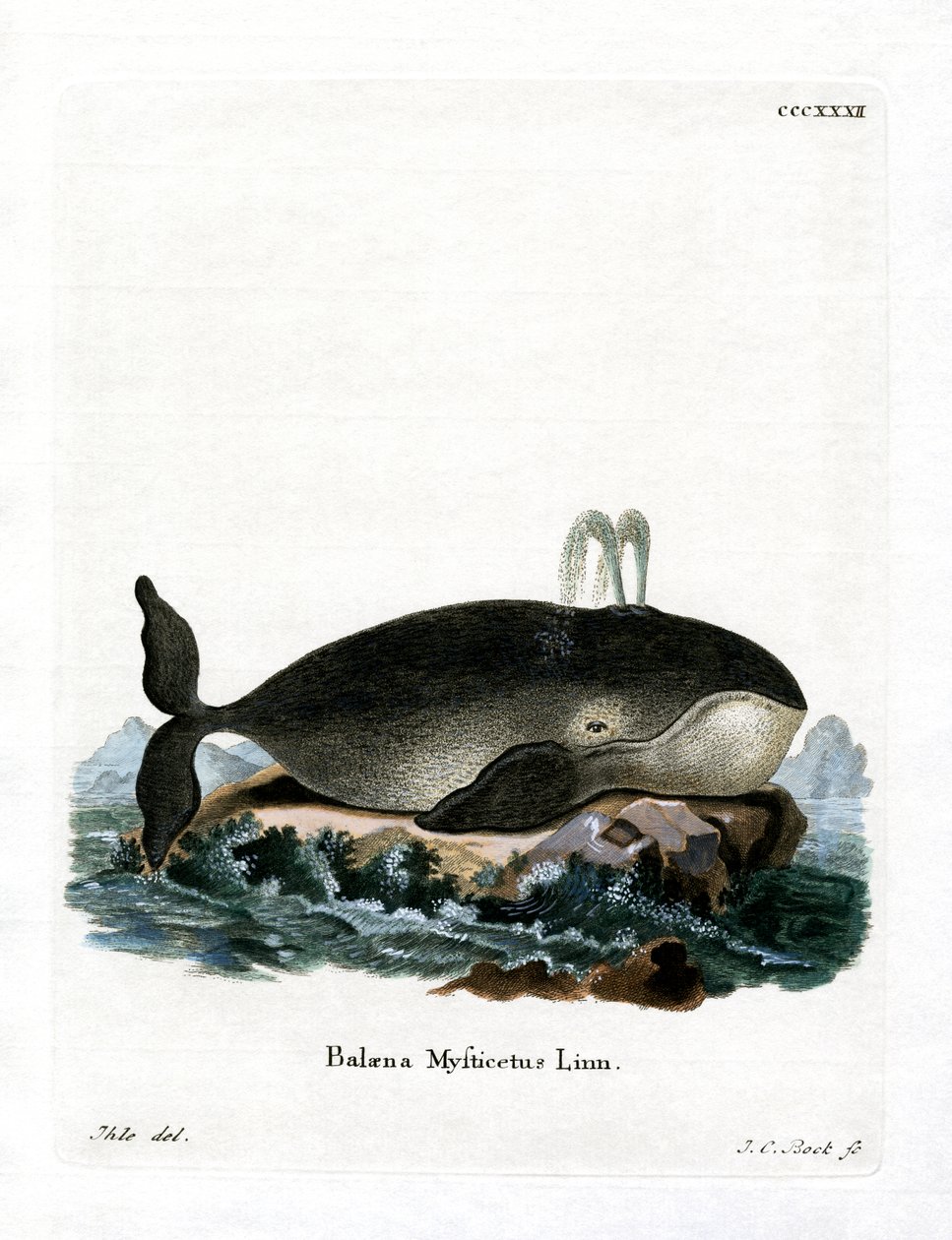 Bowhead Whale (színes metszet) alkotó: German School