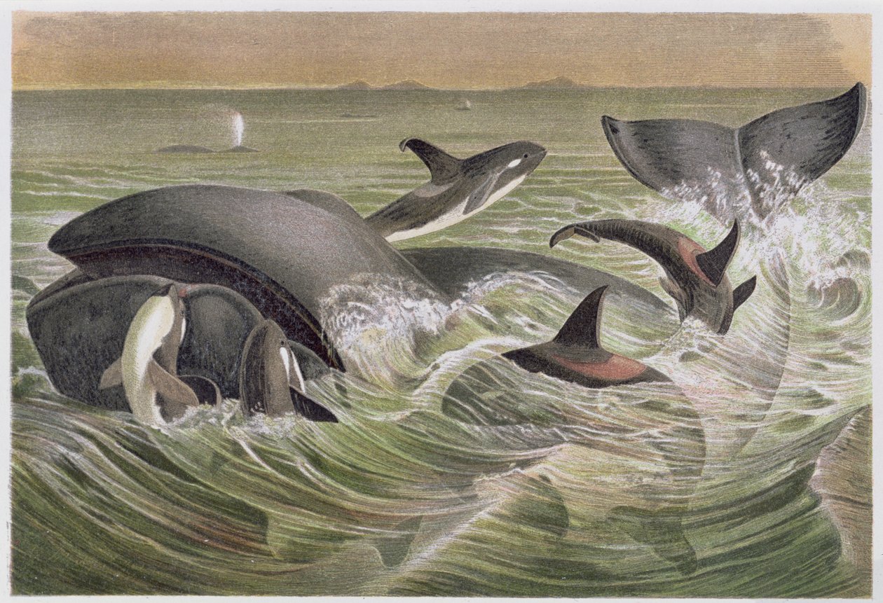Bowhead and Killer Whales, Brehms Tierleben lemez: Allgemeine Kunde des Tierreichs, 3. kötet, 600. o., kiadja a Bibliographic Institute, 1891 alkotó: German School
