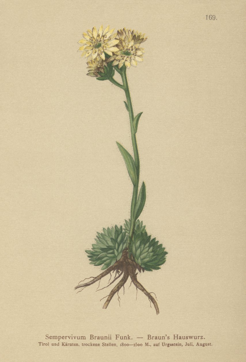 Brauns tyúk és csibék (Sempervivum Braunii) alkotó: German School