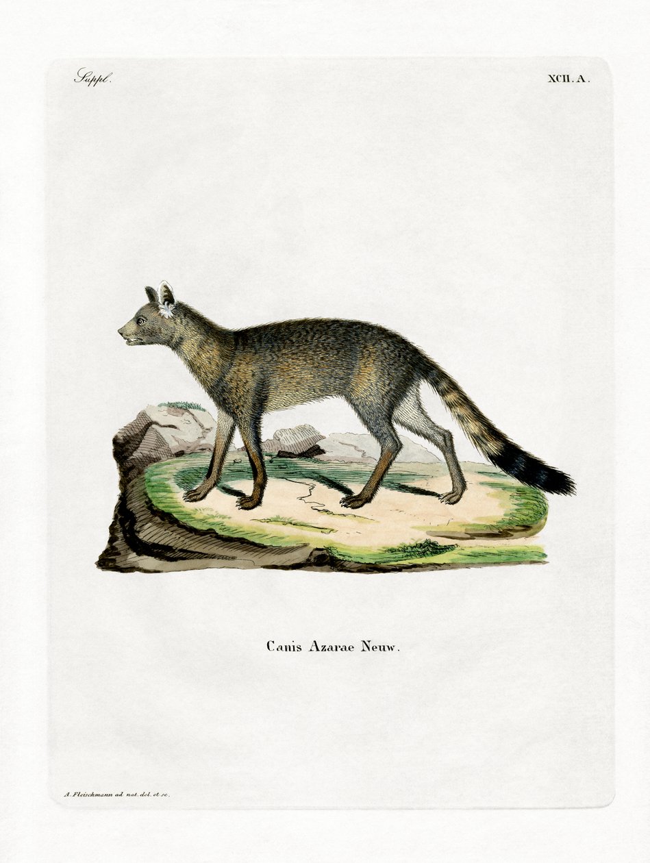 Brazil Fox (színes metszet) alkotó: German School