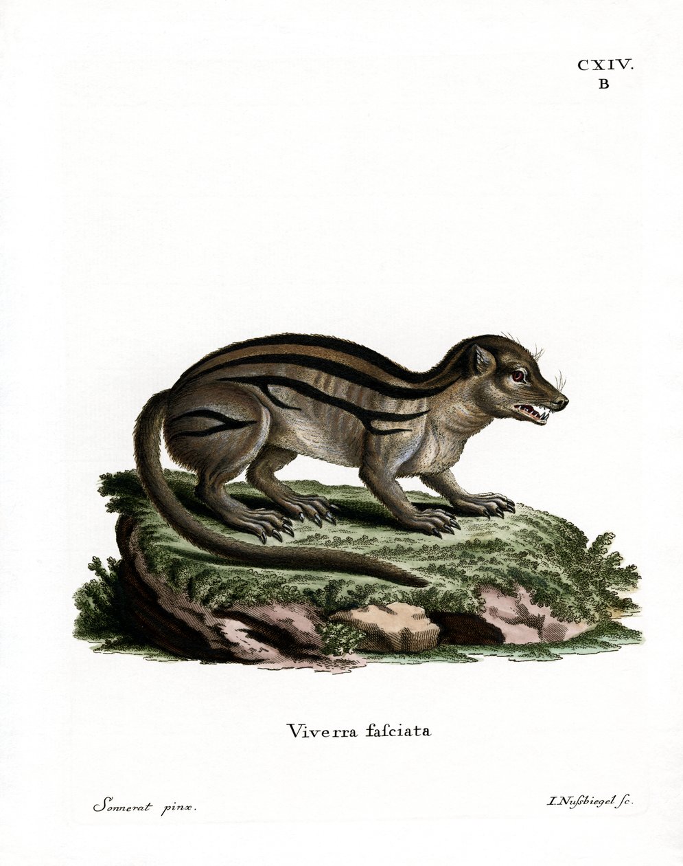 Széles csíkos madagaszkári mongúz (színes metszet) alkotó: German School