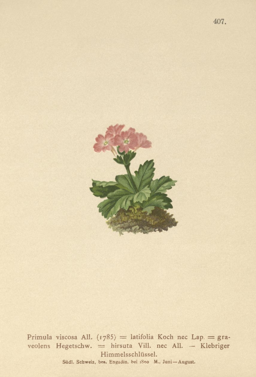 Széleslevelű kankalin (Primula viscosa, Primula latifolia, Primula hirsuta) alkotó: German School