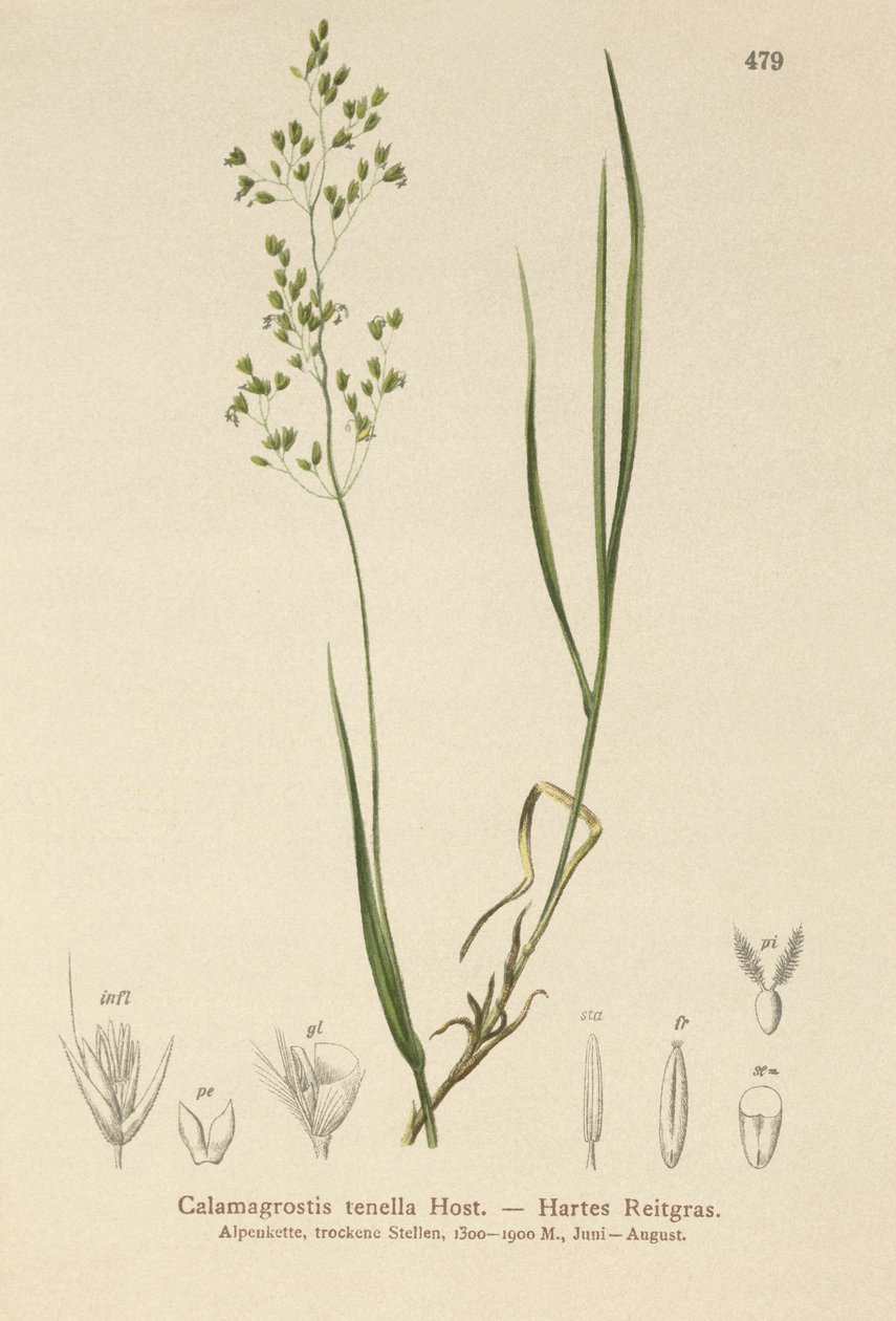 Barna hajlított (Agrostis schraderiana, Agrostis agrostiflora, Agrostis stricta, Agrostis vinealis, Calamagrostis tenella) alkotó: German School