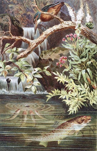 Barna pisztráng, lemez a "Brehms Tierleben: Allgemeine Kunde des Tierreichs"-ből, 8. kötet, 338. o., kiadó: Bibliographisches Institut alkotó: German School