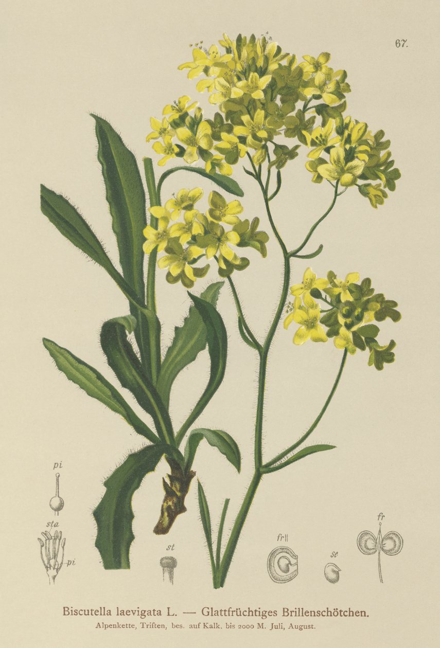 Buckler mustár (Biscutella laevigata) alkotó: German School