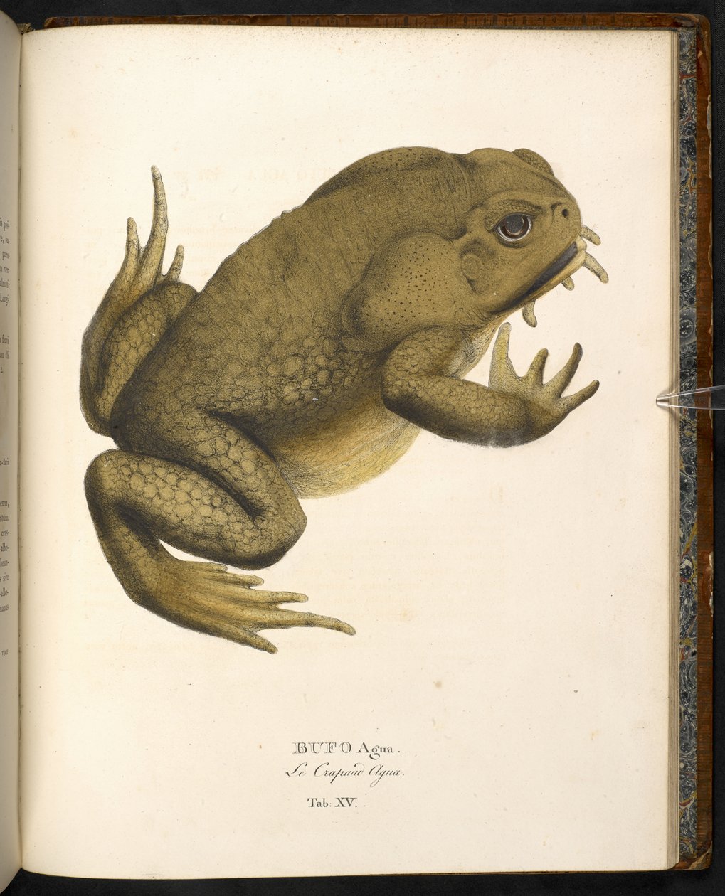 Bufo auga, a nádvarangy vagy óriás tengeri varangy, az Animalia nova... című művéből, Johann Baptist von Spix, München alkotó: German School