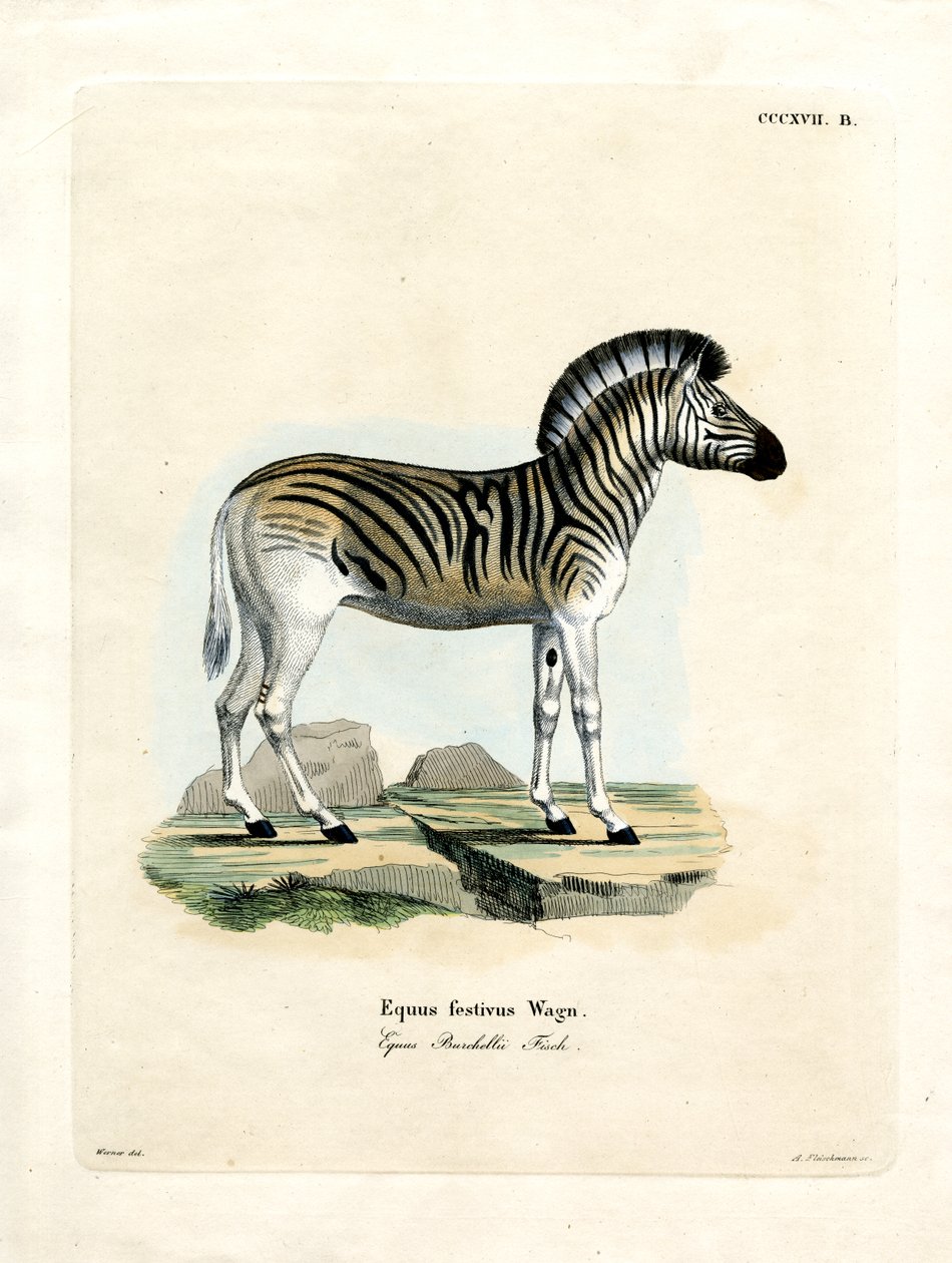 Burchell Zebra (színes metszet) alkotó: German School