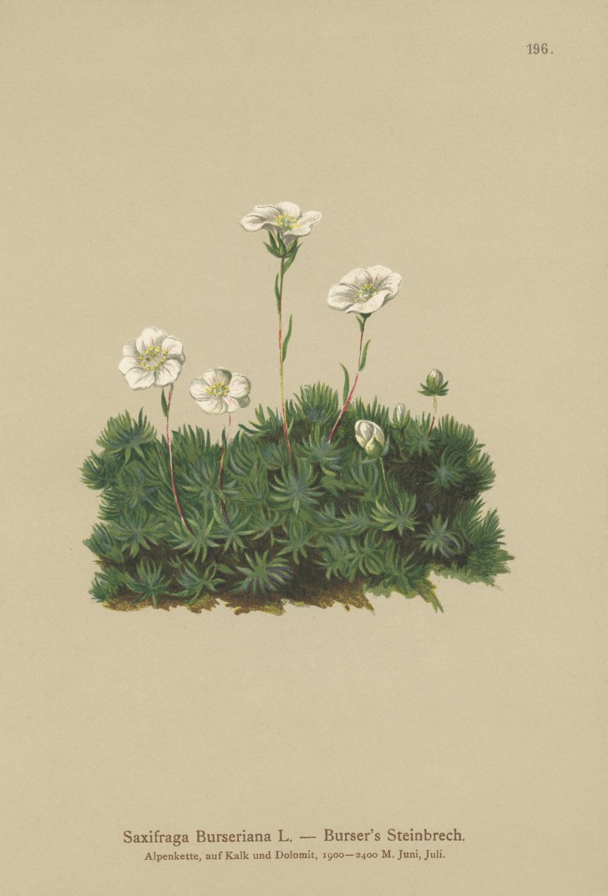 Bursers Saxifrage (Saxifraga Burseriana) alkotó: German School