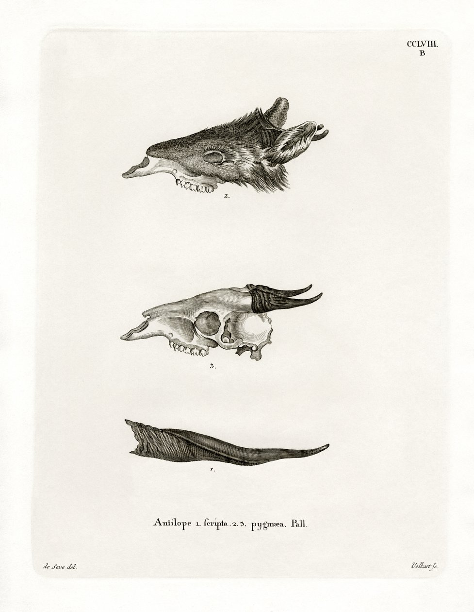 Bushbuck Horns (színes metszet) alkotó: German School