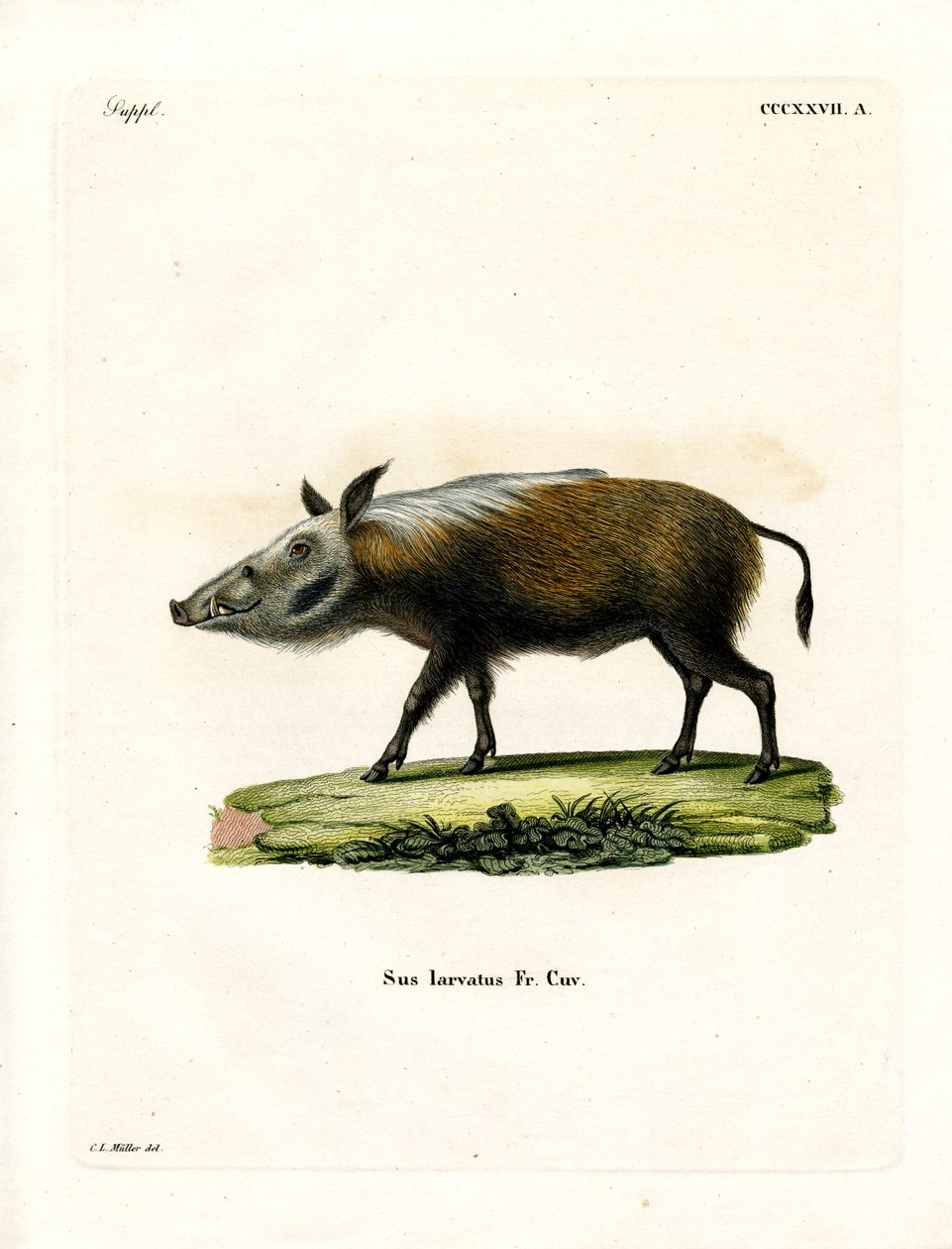 Bushpig (színes metszet) alkotó: German School