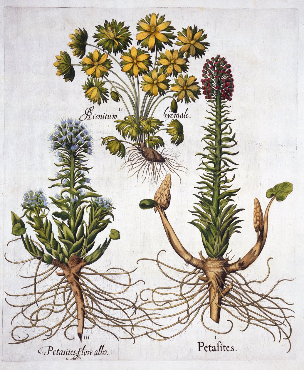 Butterburs and Winter Aconite, Hortus Eystettensis, Basil Besler (1561-1629), pub. 1613 (kézzel színezett metszet) alkotó: German School