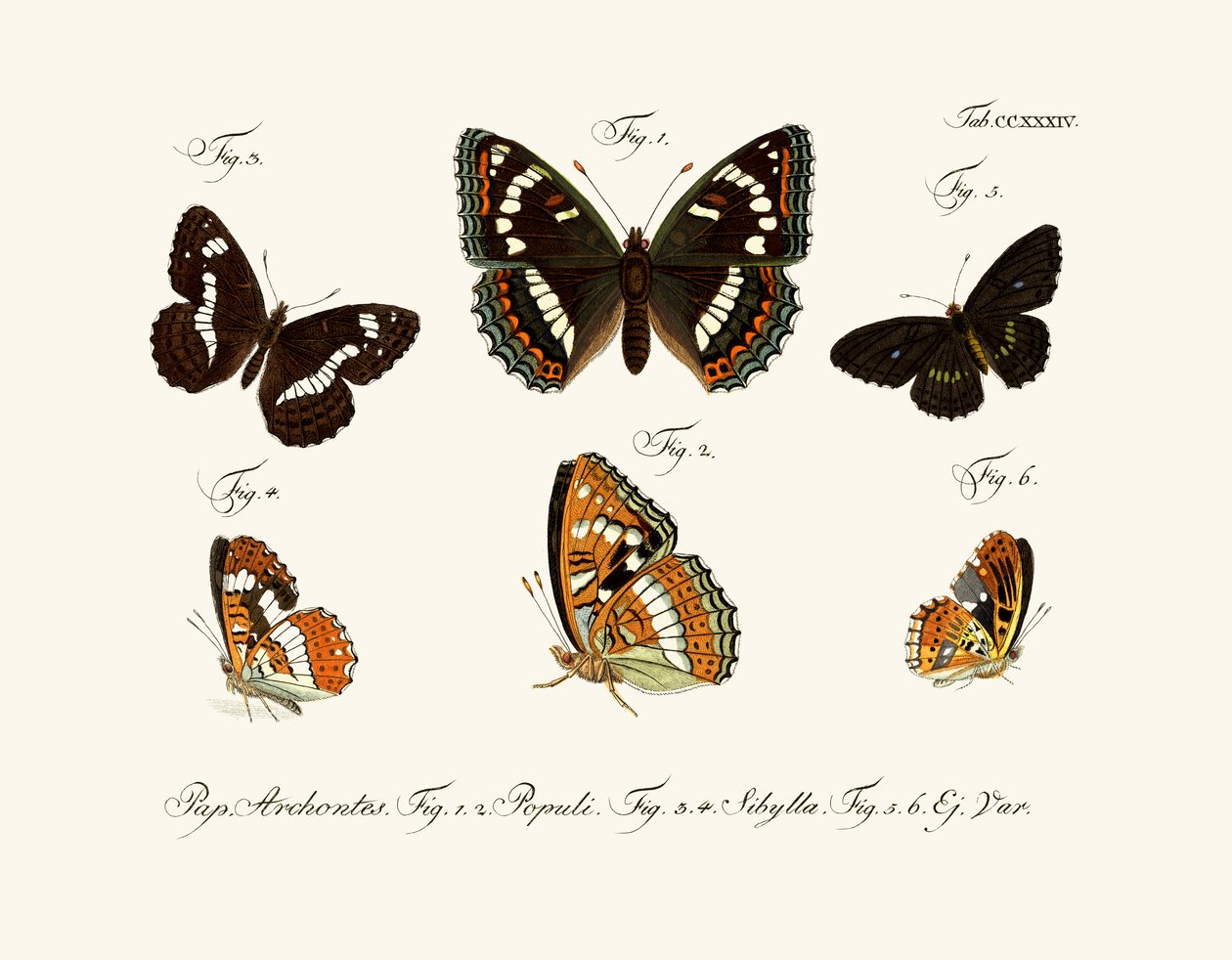 Butterflies alkotó: German School