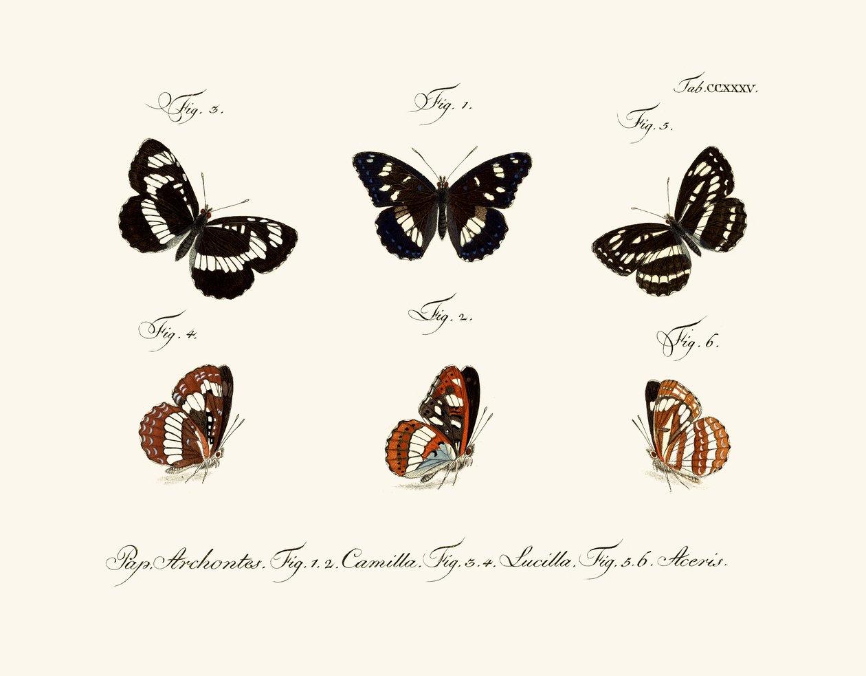 Butterflies alkotó: German School