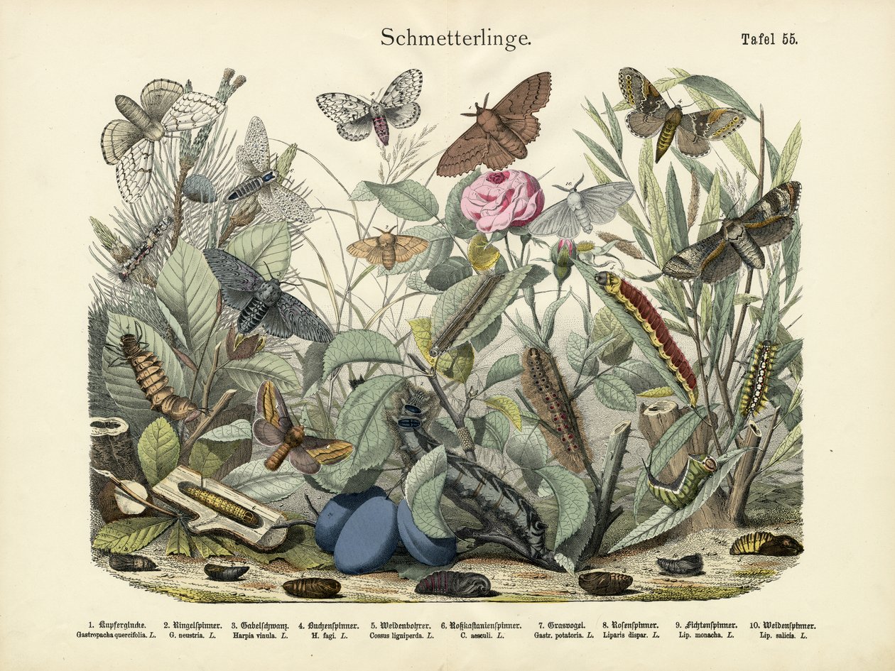 Pillangók, 1860 körül alkotó: German School