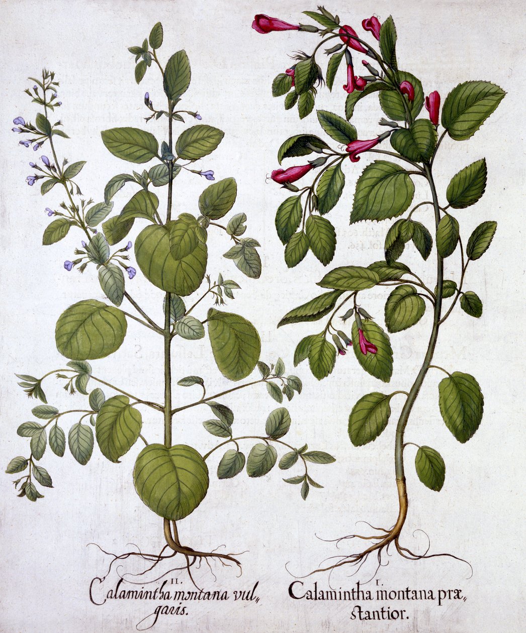 Calamints, a Hortus Eystettensisből, Basil Besler (1561-1629), pub. 1613 (kézzel színezett metszet) alkotó: German School
