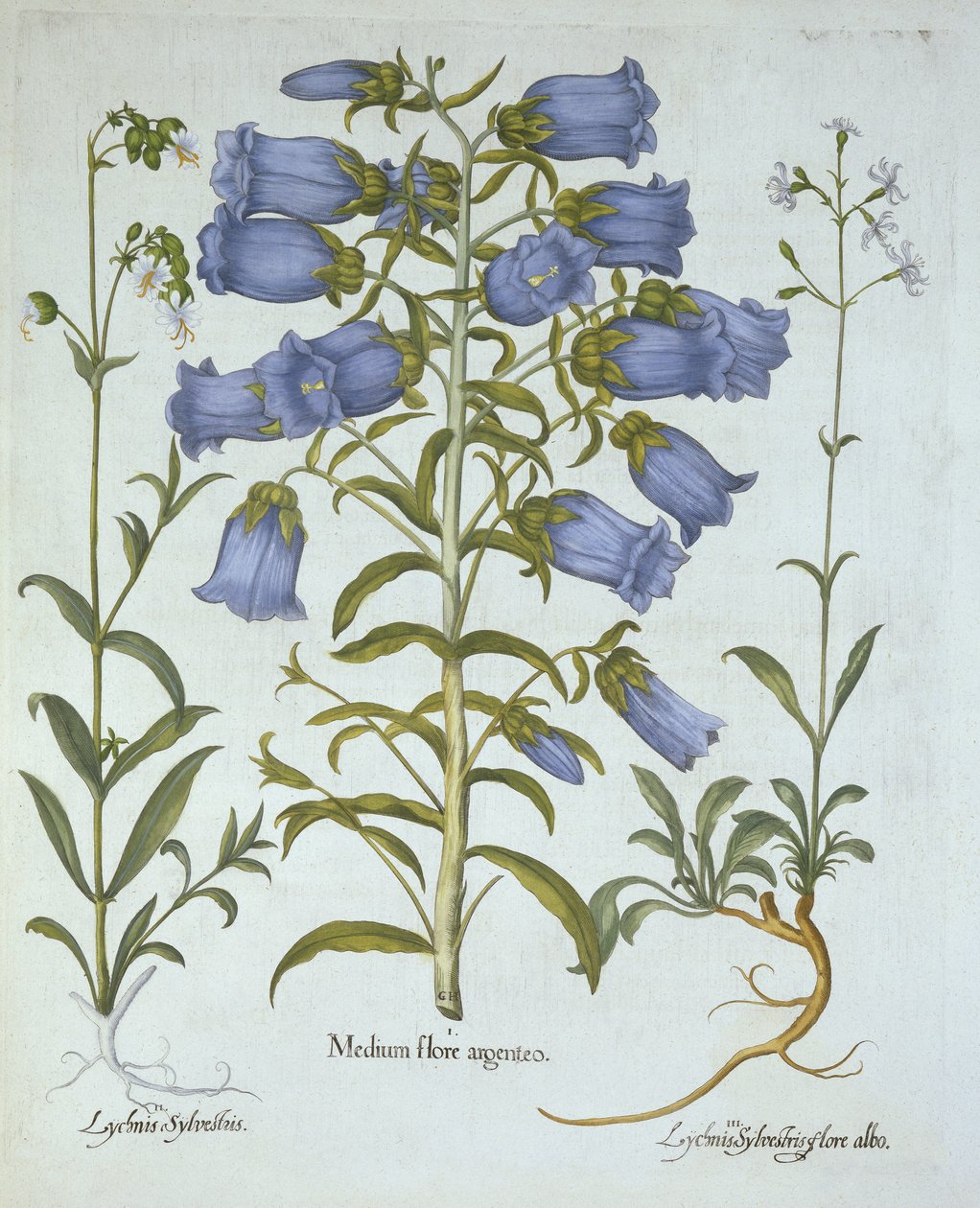 Canterbury Bells, White Bladder Campion, Nottingham Catchfly, Hortus Eystettensis, Basil Besler (1561-1629), pub. 1613 (kézzel színezett metszet) alkotó: German School