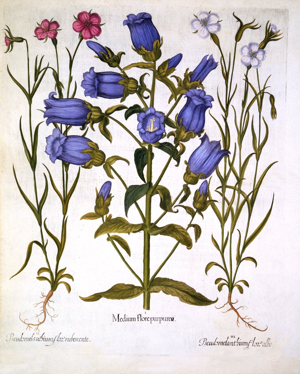 Canterbury Bells és Corn Cockles, Hortus Eystettensis, Basil Besler (1561-1629), pub. 1613 (kézzel színezett metszet) alkotó: German School