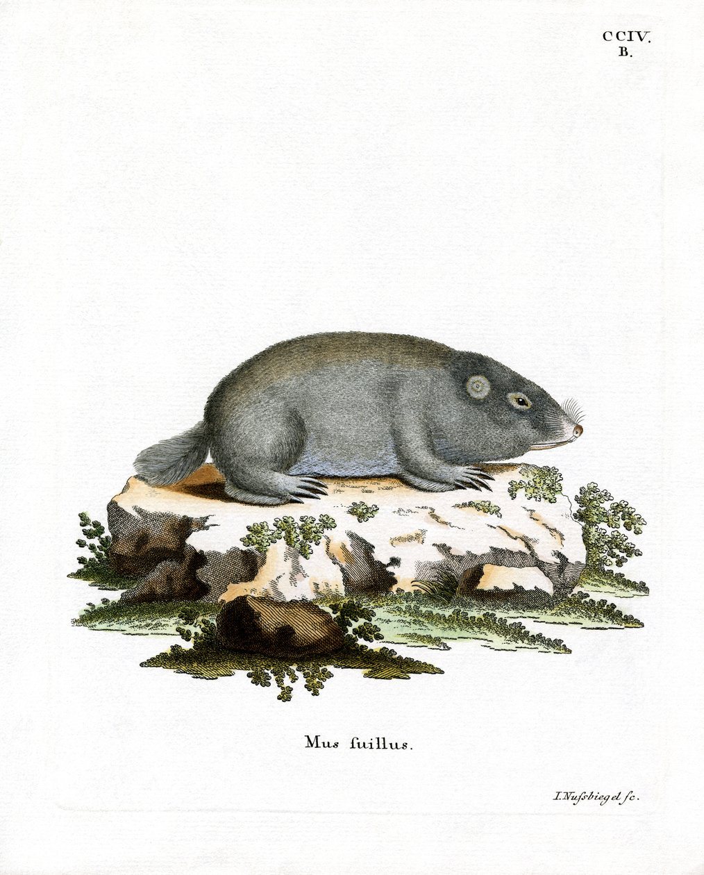 Cape Dune Mole Rat (színes metszet) alkotó: German School