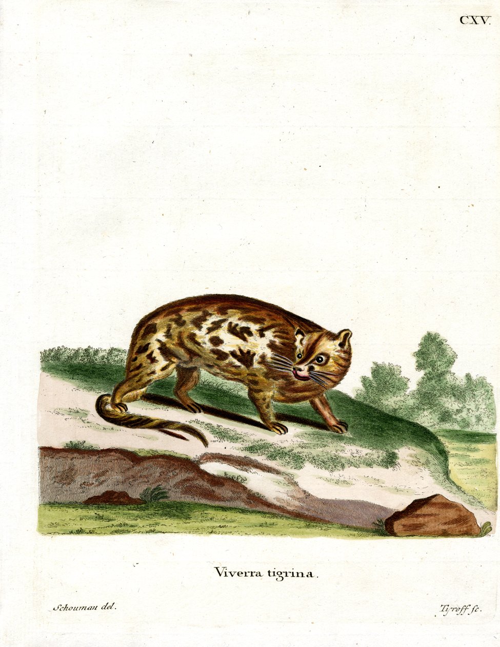 Cape Genet (színes metszet) alkotó: German School