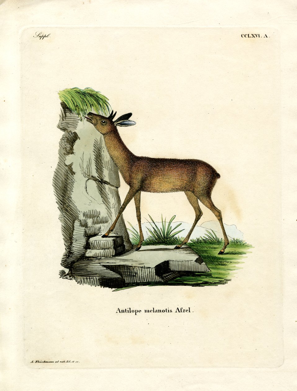 Grysbok-fok (színes metszet) alkotó: German School