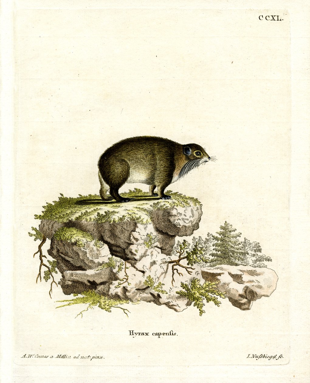 Cape Hyrax (színes metszet) alkotó: German School