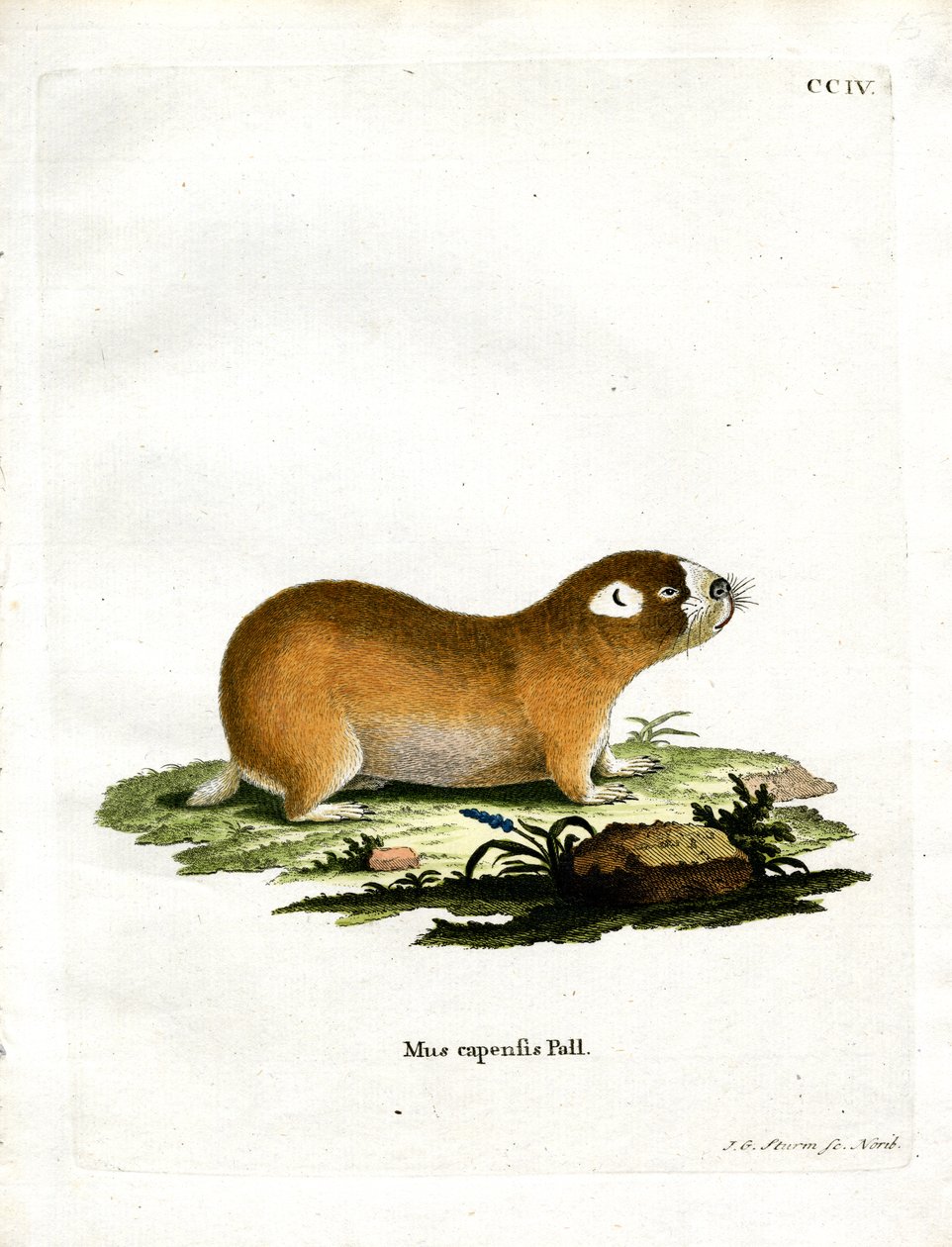 Cape Mole Rat (színes gravírozás) alkotó: German School