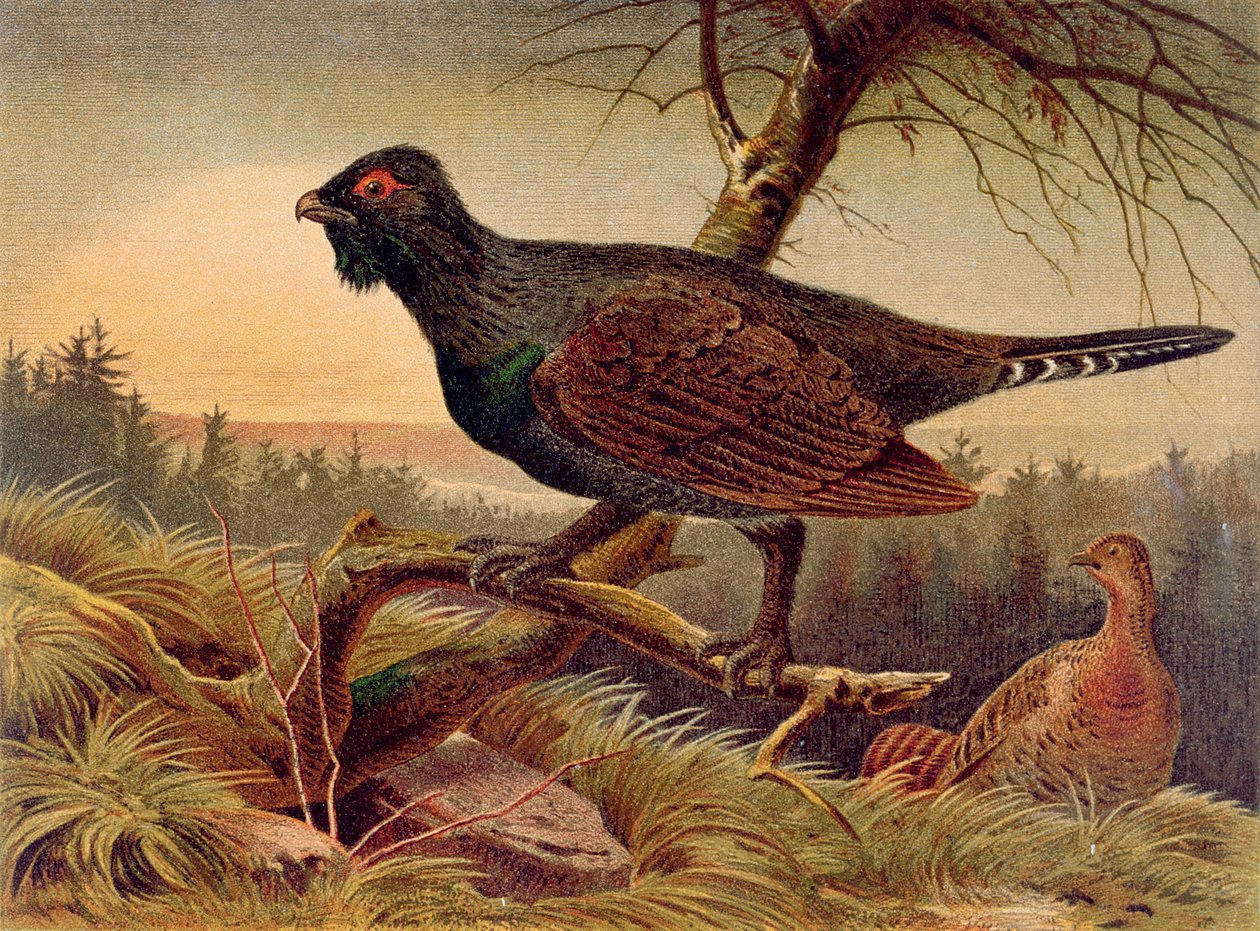 Siketet, Brehms Tierleben tányérja: Allgemeine Kunde des Tierreichs, 5. köt., 474. o., kiadó: Bibliographisches Institut, 1892 alkotó: German School