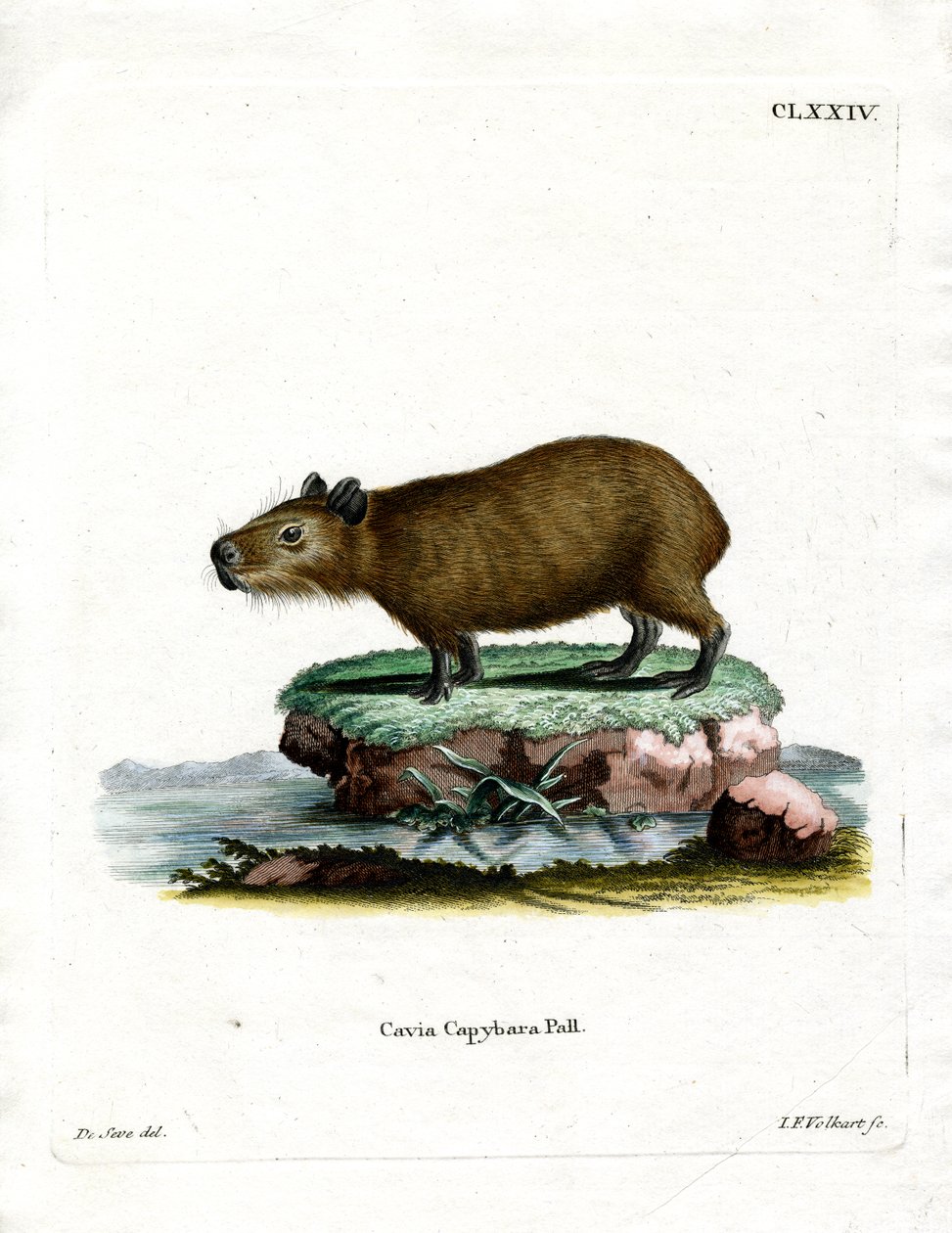 Capybara (színes metszet) alkotó: German School