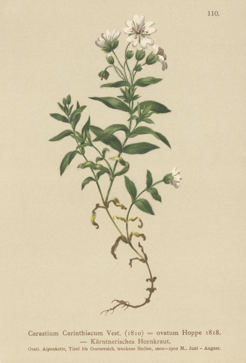 Karintiai egérfül (Cerastium Carinthiacum, Cerastium ovatum) alkotó: German School