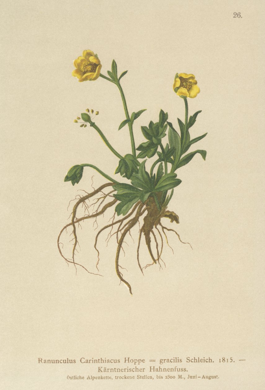 Karintiai boglárka (Ranunculus Carinthiacus, Ranunculus gracilis) alkotó: German School