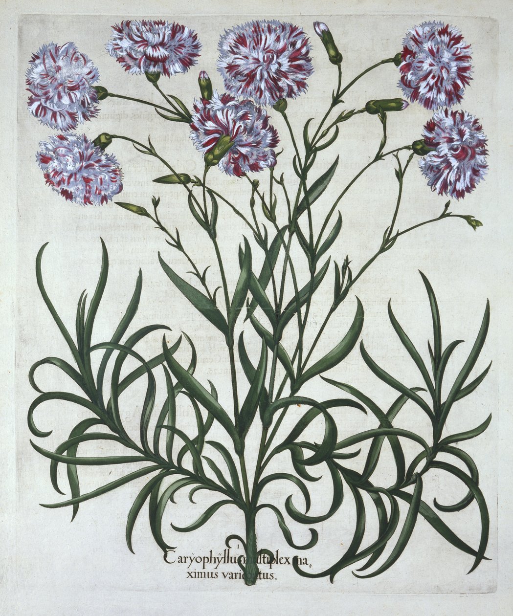 Szegfű, a Hortus Eystettensisből, Basil Besler (1561-1629), pub. 1613 (kézzel színezett metszet) alkotó: German School