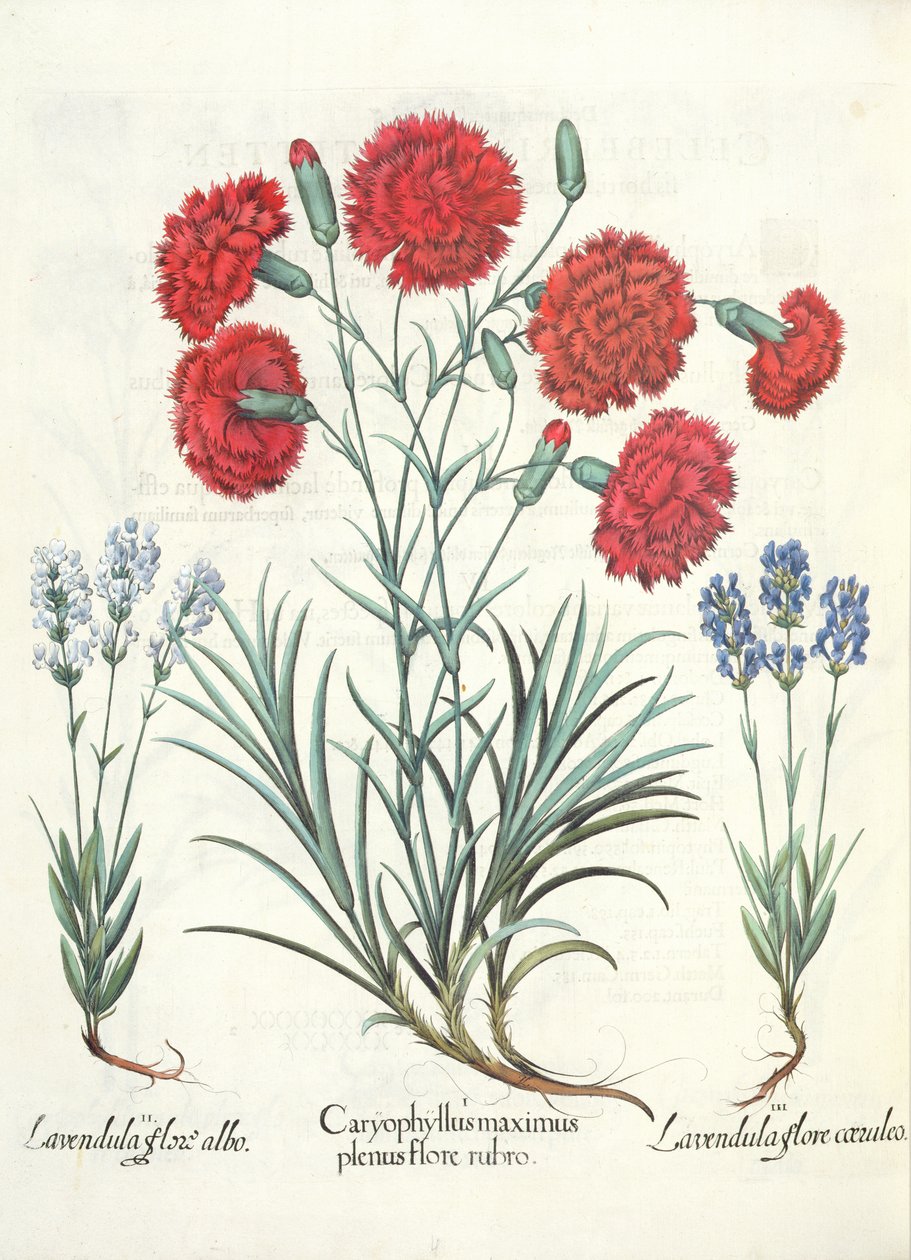 Szegfű és levendula: 1.Caryophyllus maximus, tele piros virágokkal; 2.Lavandula fehér virág; 3. Lavandula ceruleo flore, a Hortus Eystettensisből, Basil Besler (1561-1629), pub. 1613 alkotó: German School