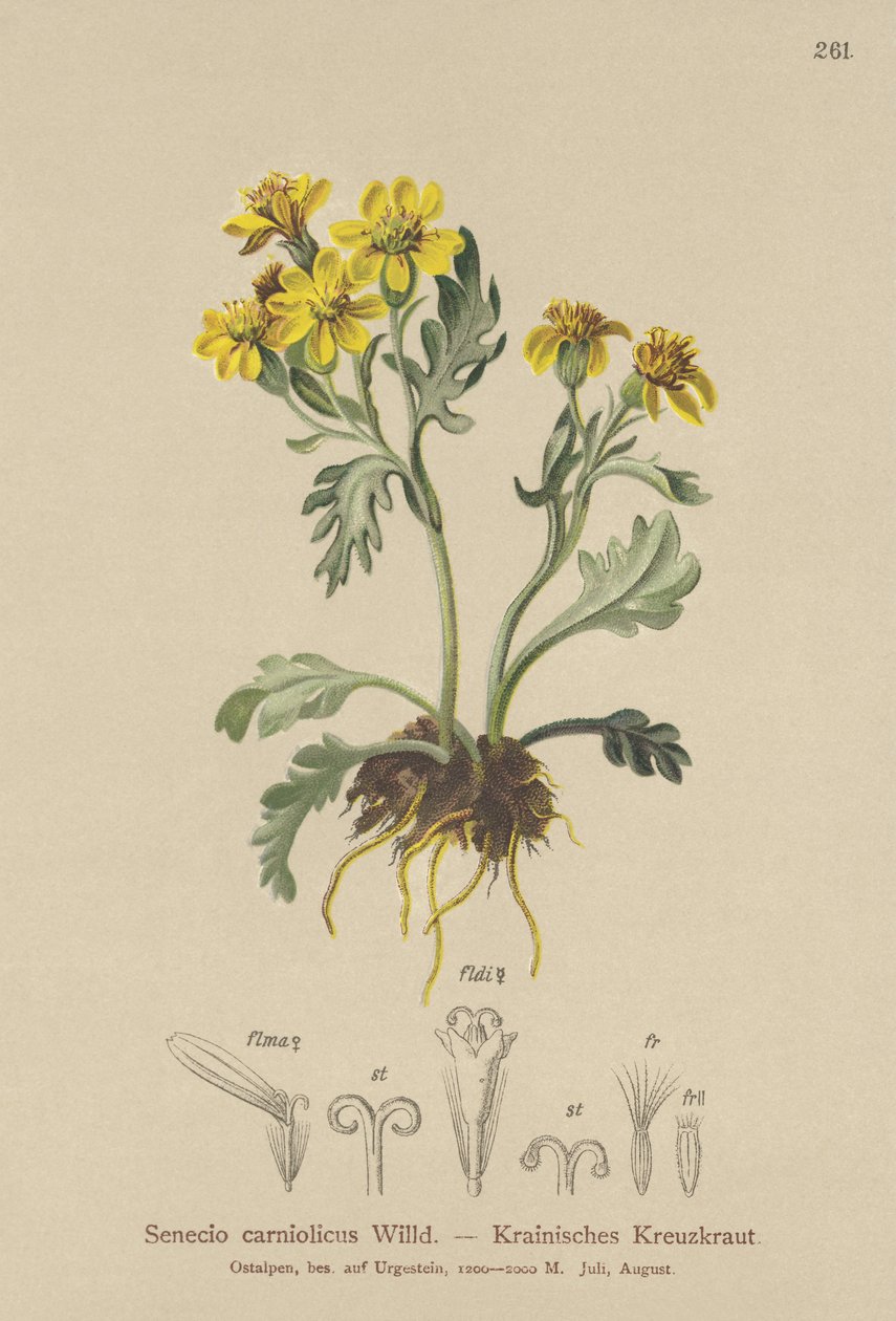 Carniolan parlagfű (Senecio carniolicus, Senecio incanus subsp. carniolicus) alkotó: German School