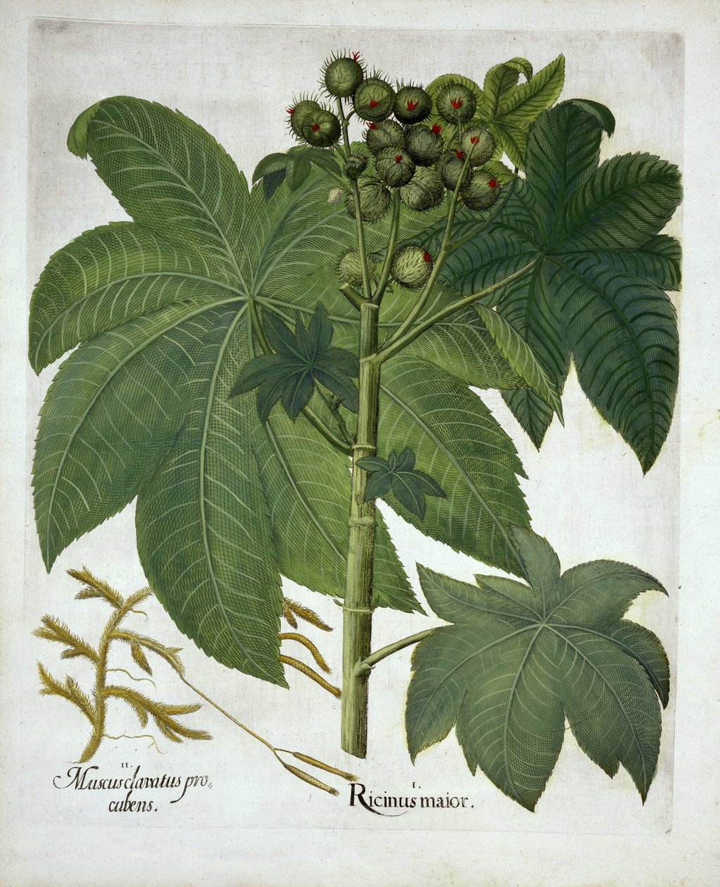 Ricinusolaj üzem, Hortus Eystettensis, Basil Besler (1561-1629) pub. 1613 alkotó: German School