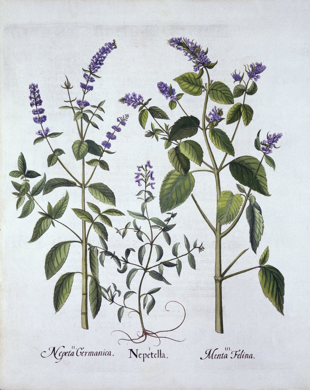 Catmintand Catnip, a Hortus Eystettensisből, Basil Besler (1561-1629), pub. 1613 (kézzel színezett metszet) alkotó: German School