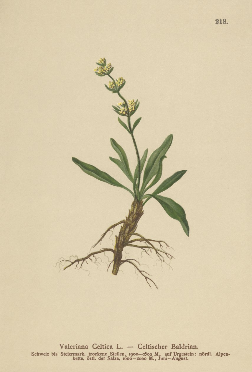 Celtic Spikenard (Valeriana celtica) alkotó: German School