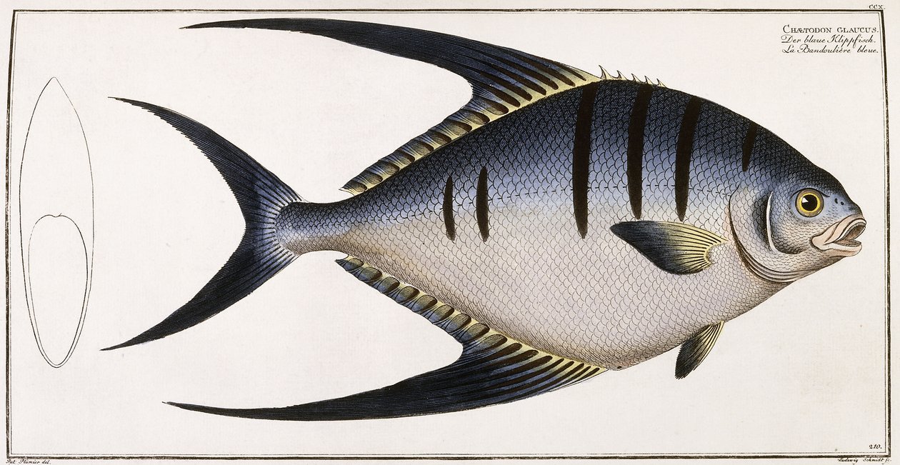 Chaetodon Glaucus, 1785-1788 alkotó: German School