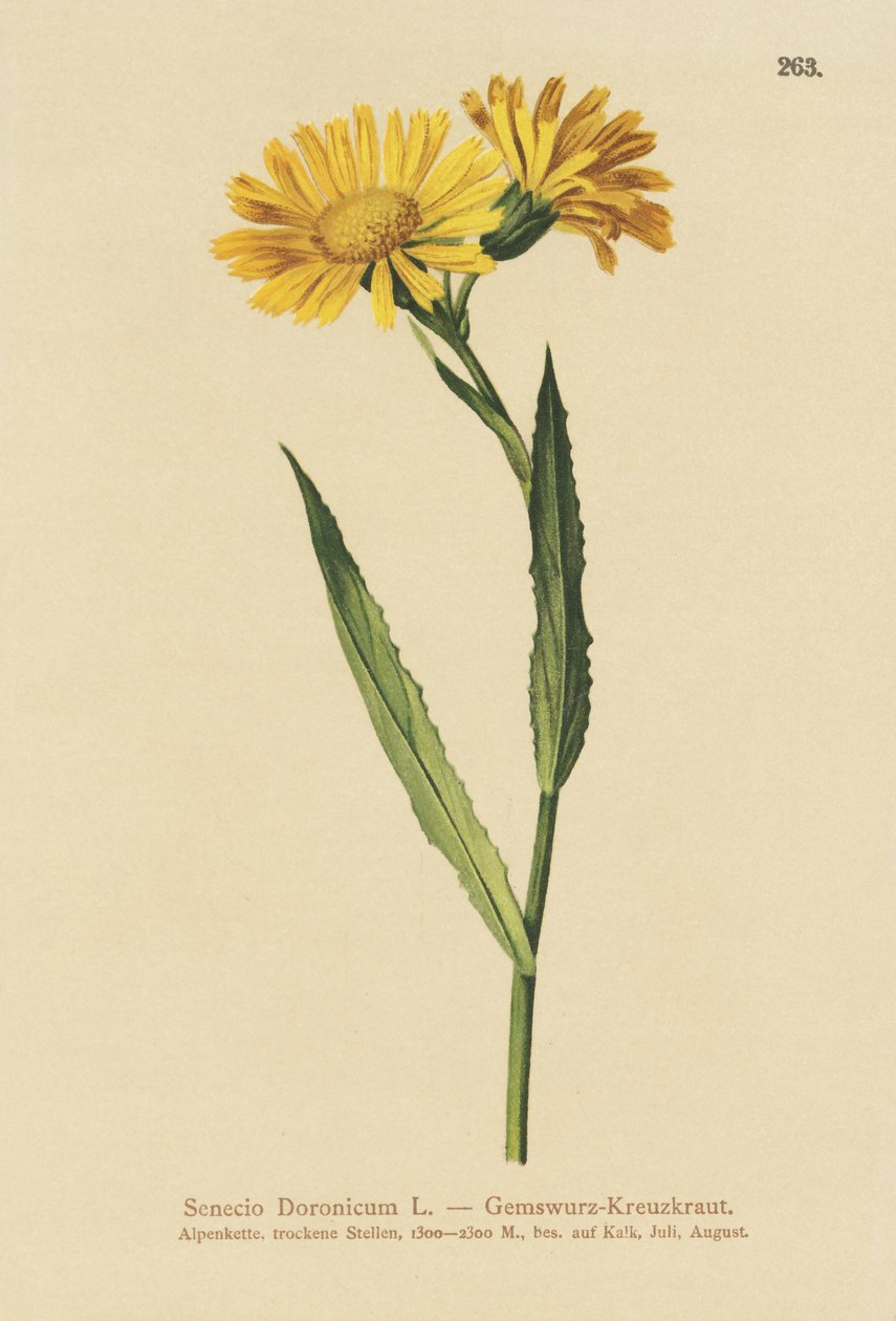 zerge parlagfű (Senecio Doronicum) alkotó: German School